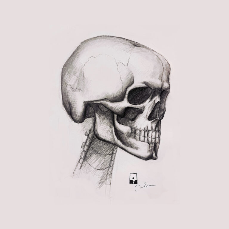 Read more about the article skull